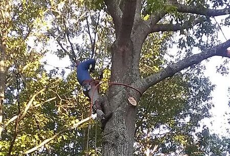 When working with tree services, here’s a general idea of what to expect: